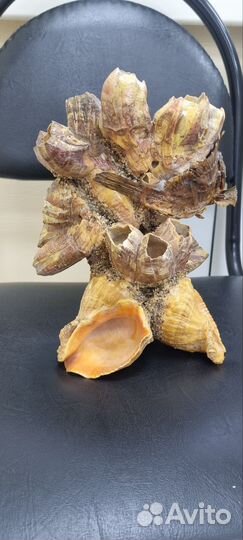 Уникальный подарок для рыбака