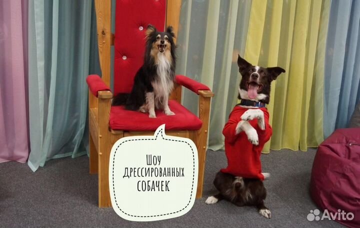 Дрессированные собаки на праздники, день рождения