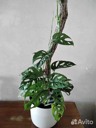 Продажа комнатных цветов