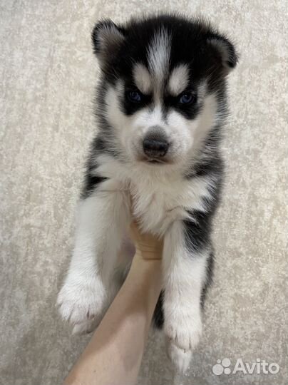Щенки сибирской хаски