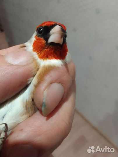 Певчие птицы