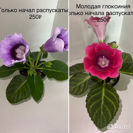 Глоксиния цветущая