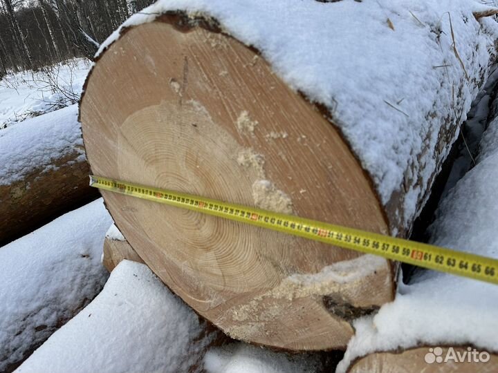 Лес кругляк сосна