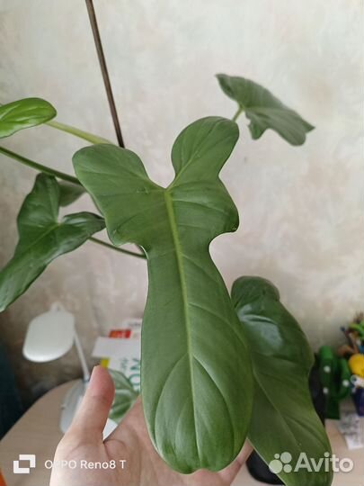 Филодендрон гитара