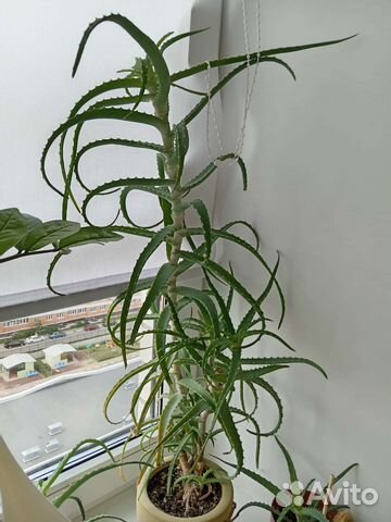 Алоэ столетник