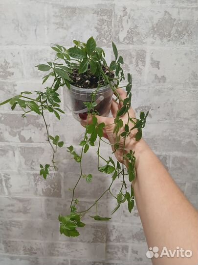 Циссус Стриата