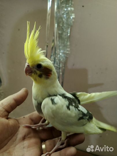 Попугай корелла