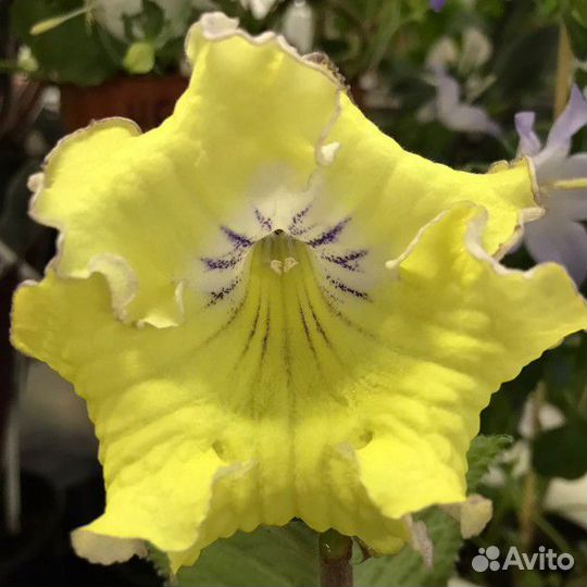 Стрептокарпус DS Цыпленок