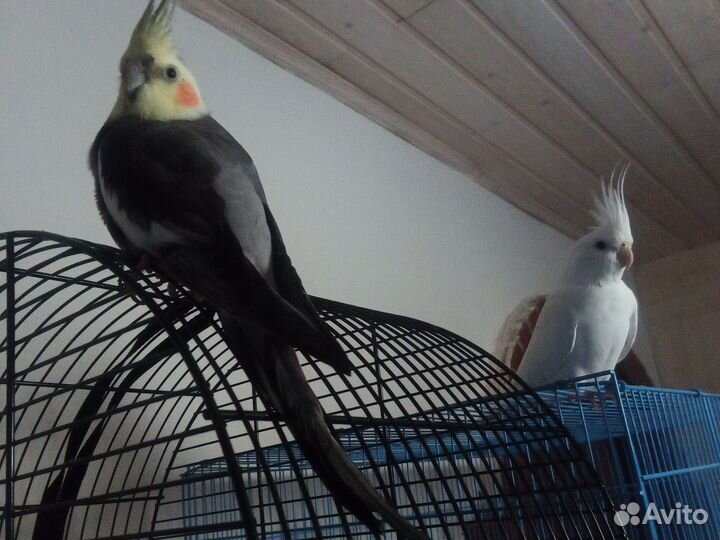 Ручные попугайчики корелла