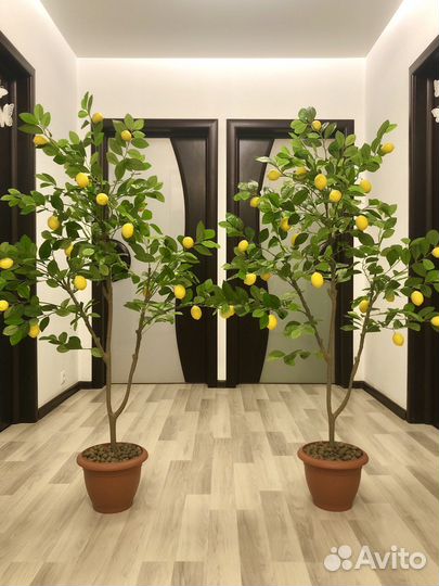Дерево Лимон Новые