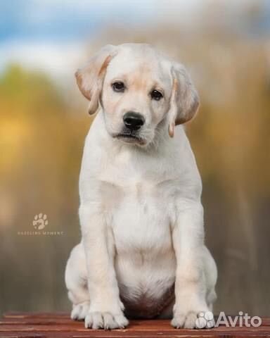 Щенки лабрадора