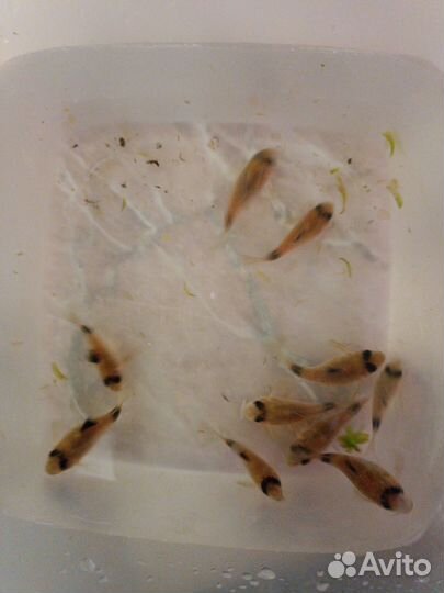 Коридорасы сомы