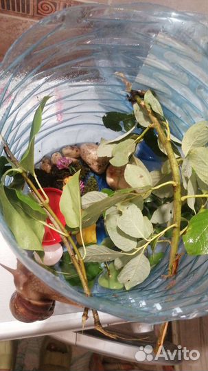 Улитки ахатины