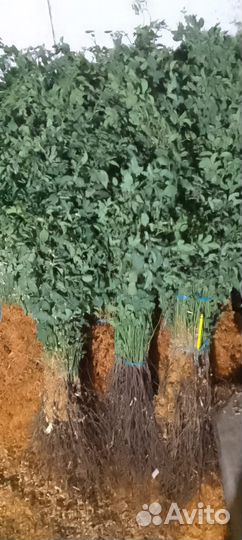 Шиповник лакса