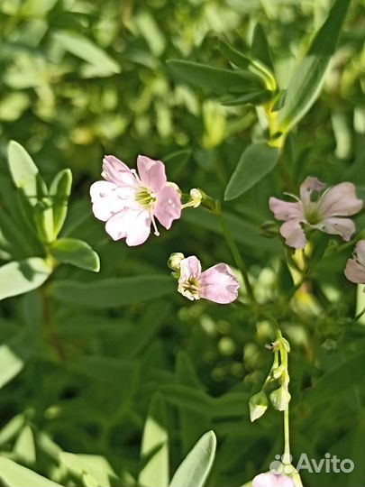 Гипсофила многолетняя для альпийской горки