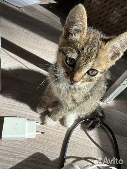 Котик 2 месяца. Отдадим в хорошие руки