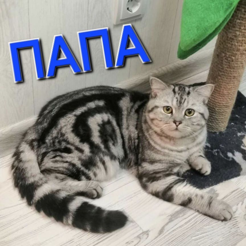 Шотландские котята