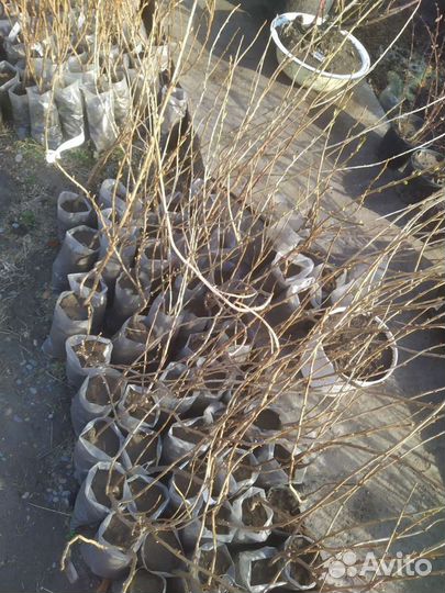 Саженцы яблони, груши, смородина, жимолость