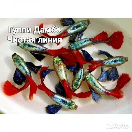 Гуппи Дамбо (Dambo Red Tail) Слоновьи уши