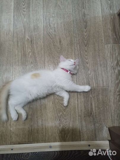 Котенок