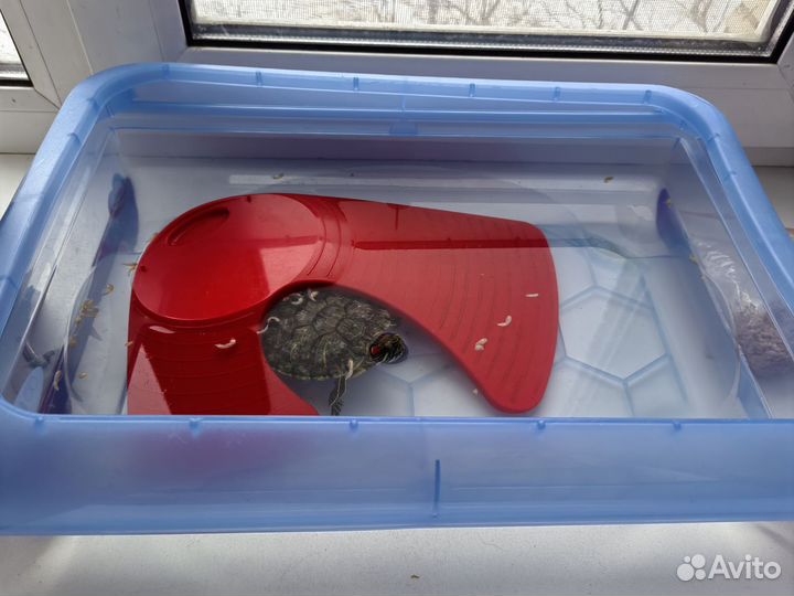 Красноухая черепаха с аквариумом