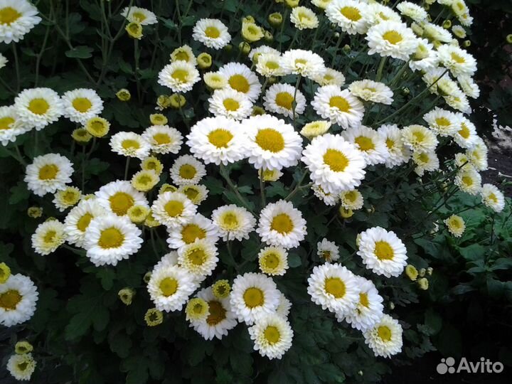 Цветы хризантемы