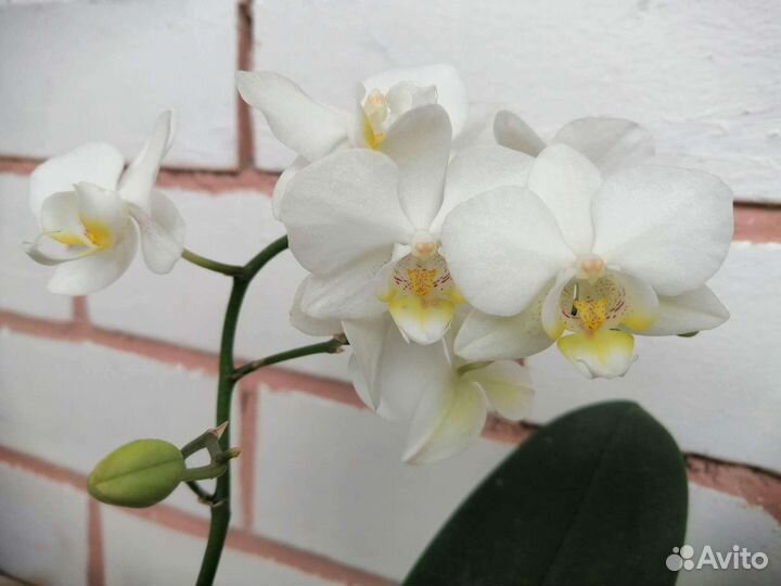 Фаленопсисы