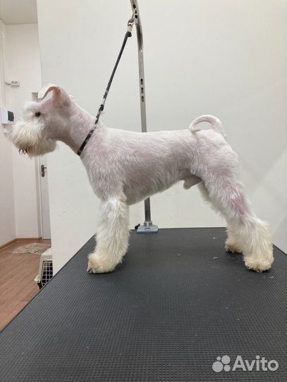 Цвергшнауцер