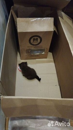 Черный пушистый котенок породистый