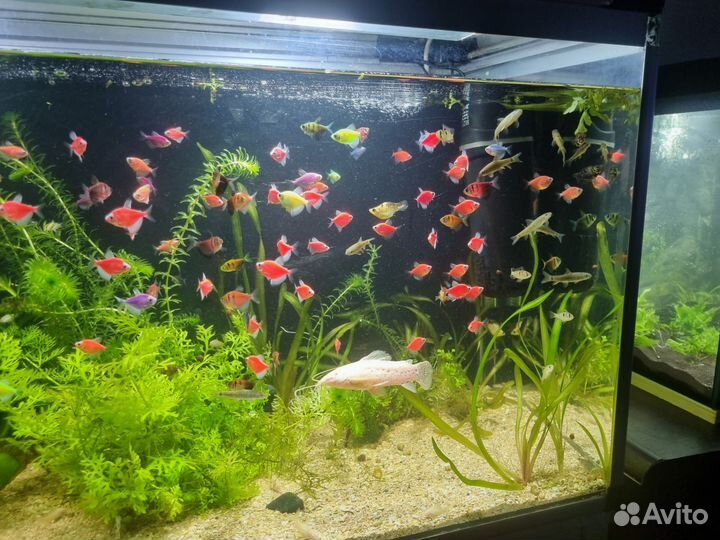 Тернеция гло