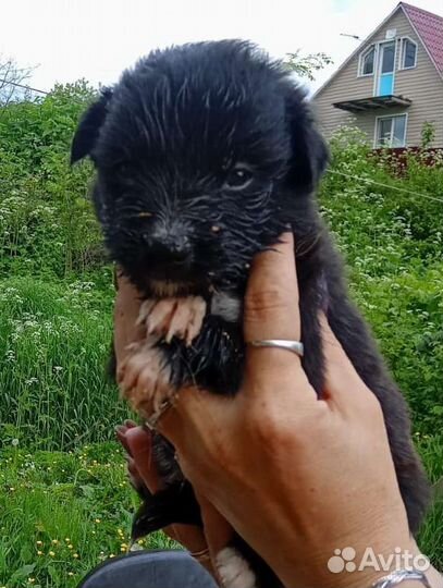 В добрые руки щенки