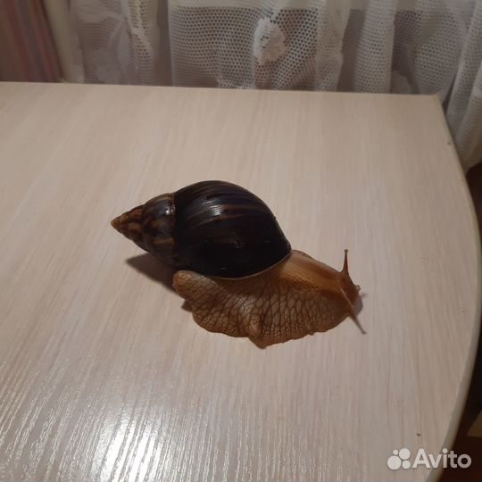 Улитка Ахатина