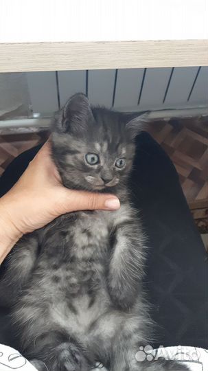 Котёнок кот
