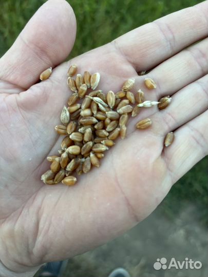 Пшеница 2024 года