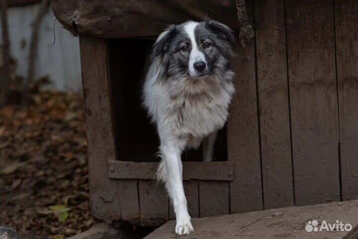 Собака в добрые руки