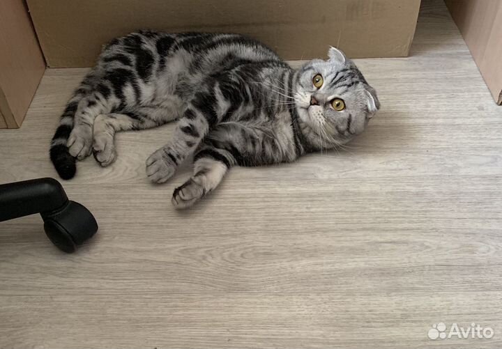 Вязка, шотландский вислоухий