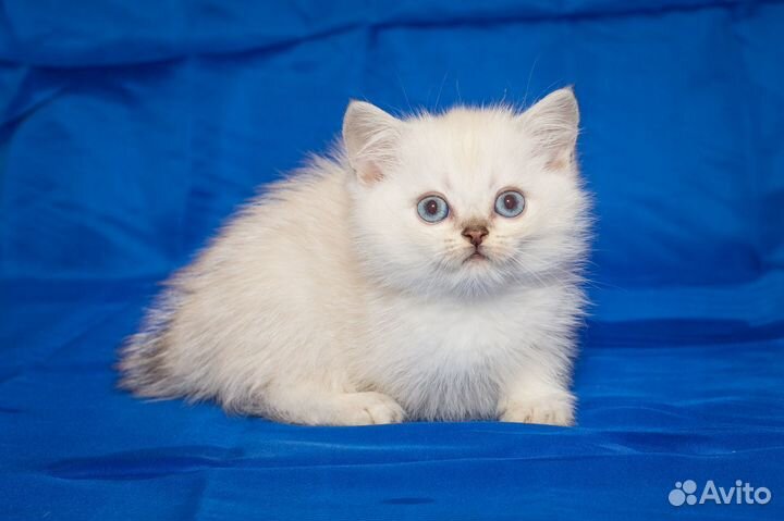Британский котенок Ny 11 33