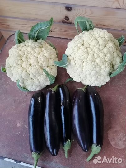 Капуста белокочанная засолочная, капуста цветная