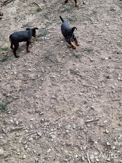 Щенки ягдтерьера