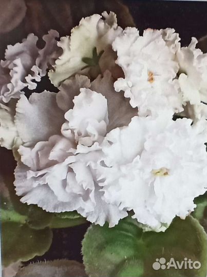 Сортовая фиалка