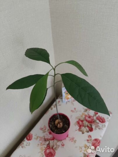 Авокадо дерево