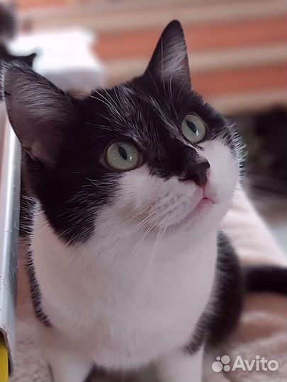 Приют Кошкин дом ждёт Вас