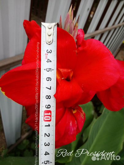 Канны 8 сортов