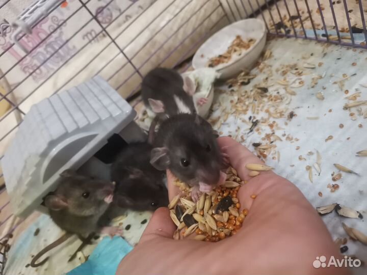 Продам крысят дамбо