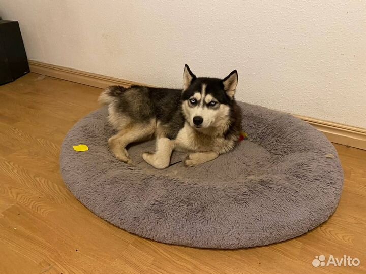 Найден хаски