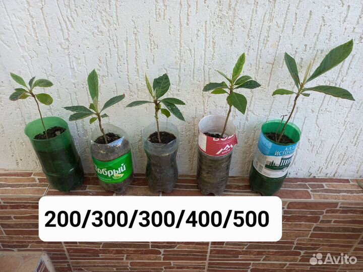 Мушмула вечнозеленая съедобная