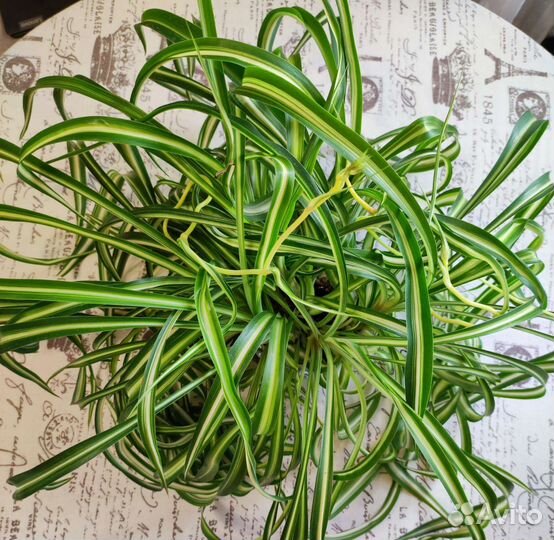 Хлорофитум Бонни. Взрослое ухоженные растение