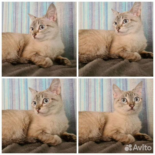 Молодая кошечка