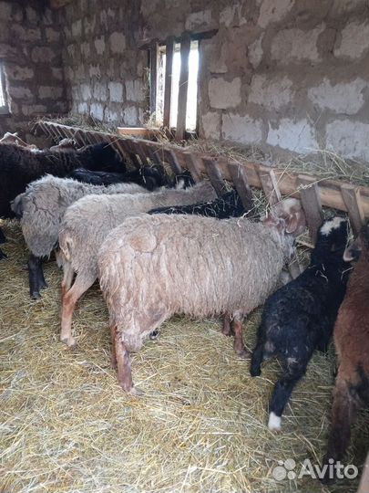 Овцы бараны
