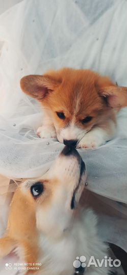 Щенок корги